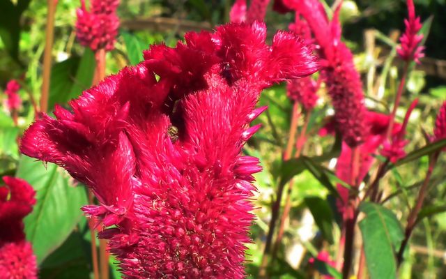 农村一种火红的花朵人称“鸡冠花”尤其适合养在庭院(图1)